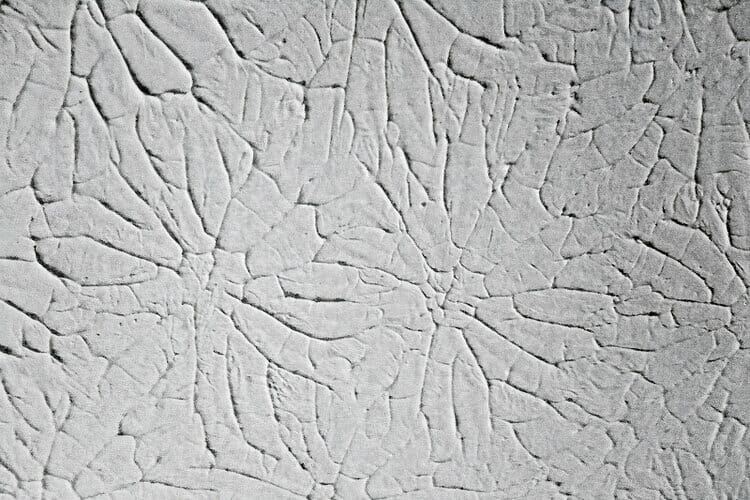 11 Rosebud Texture Wall