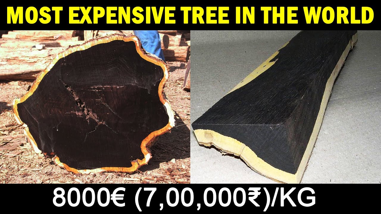 The World’s Most Expensive Wood